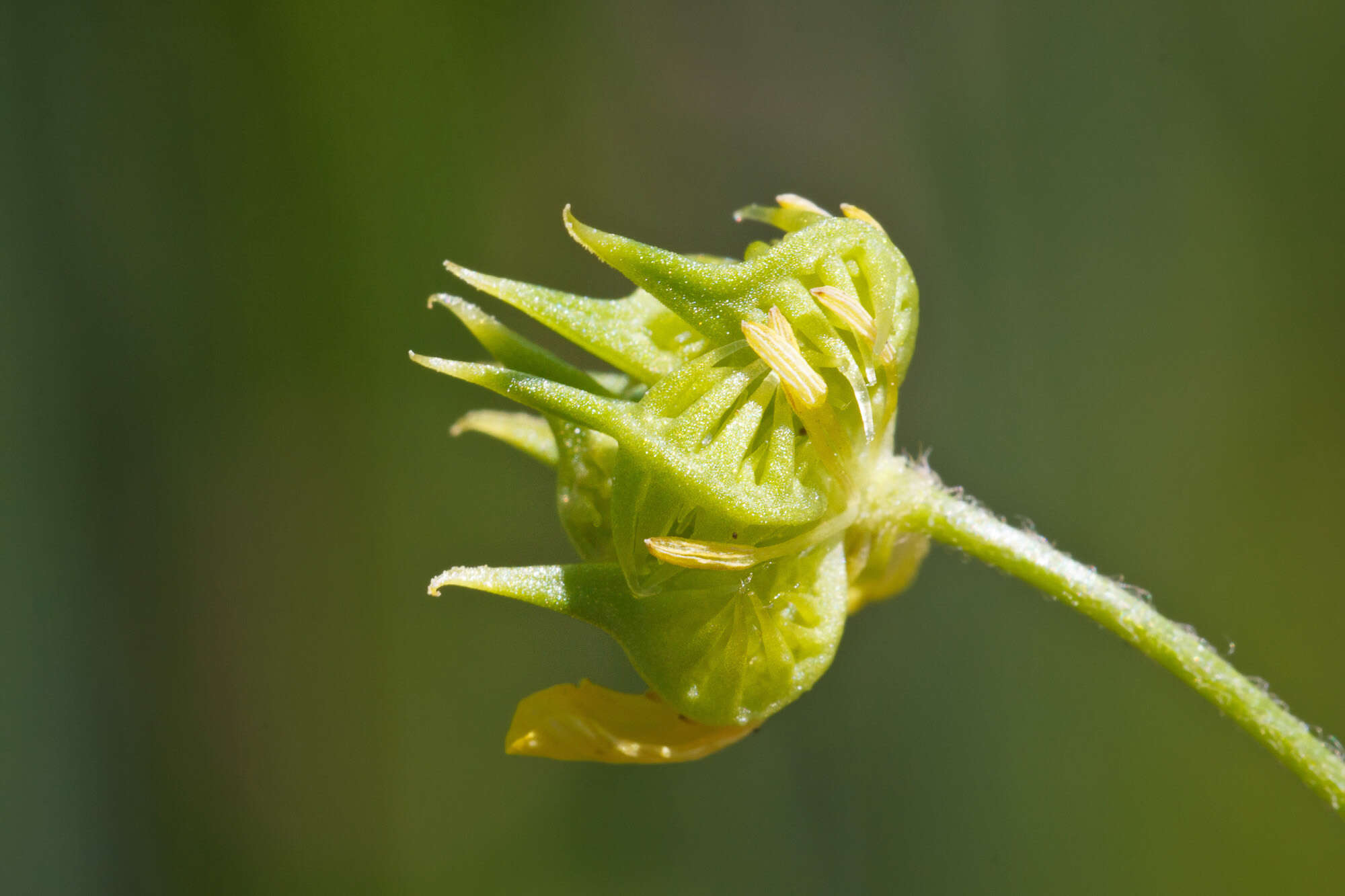 Image of corn buttercup