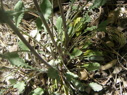 Image of Lemmon's ragwort