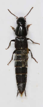 Image of Large rove beetle