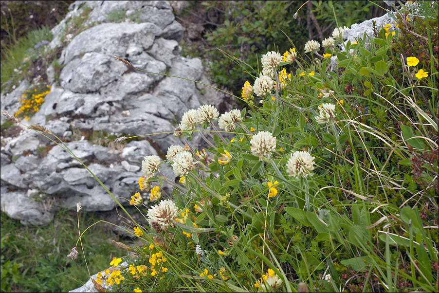 Image of Trifolium noricum Wulfen