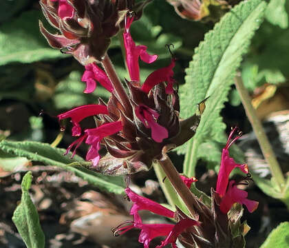 Image of hummingbird sage