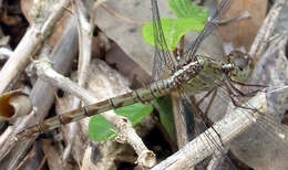 Image of Band-winged Dragonlet