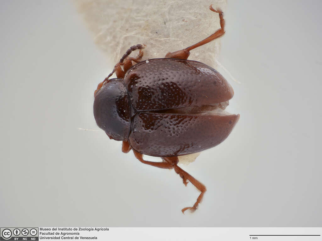 Image of Galerucinae