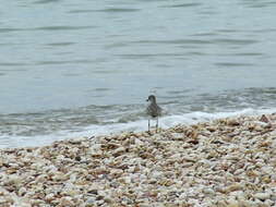 Image of plovers and relatives