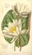 Image of American white waterlily