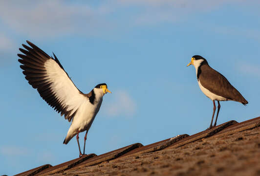 Image of Masked Lapwing