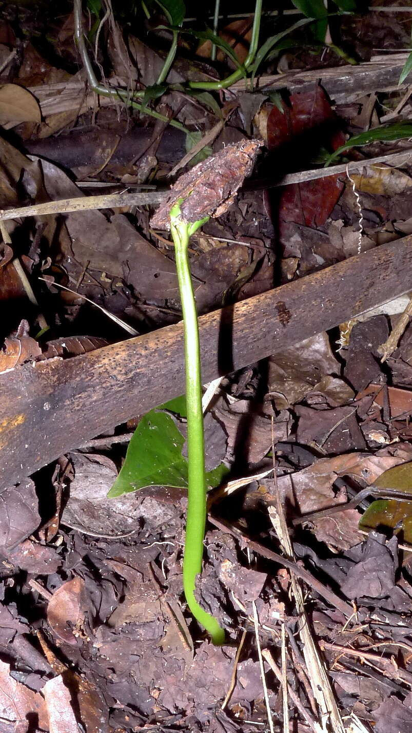 Image of Cissus trigona Willd. ex Roem. & Schult.