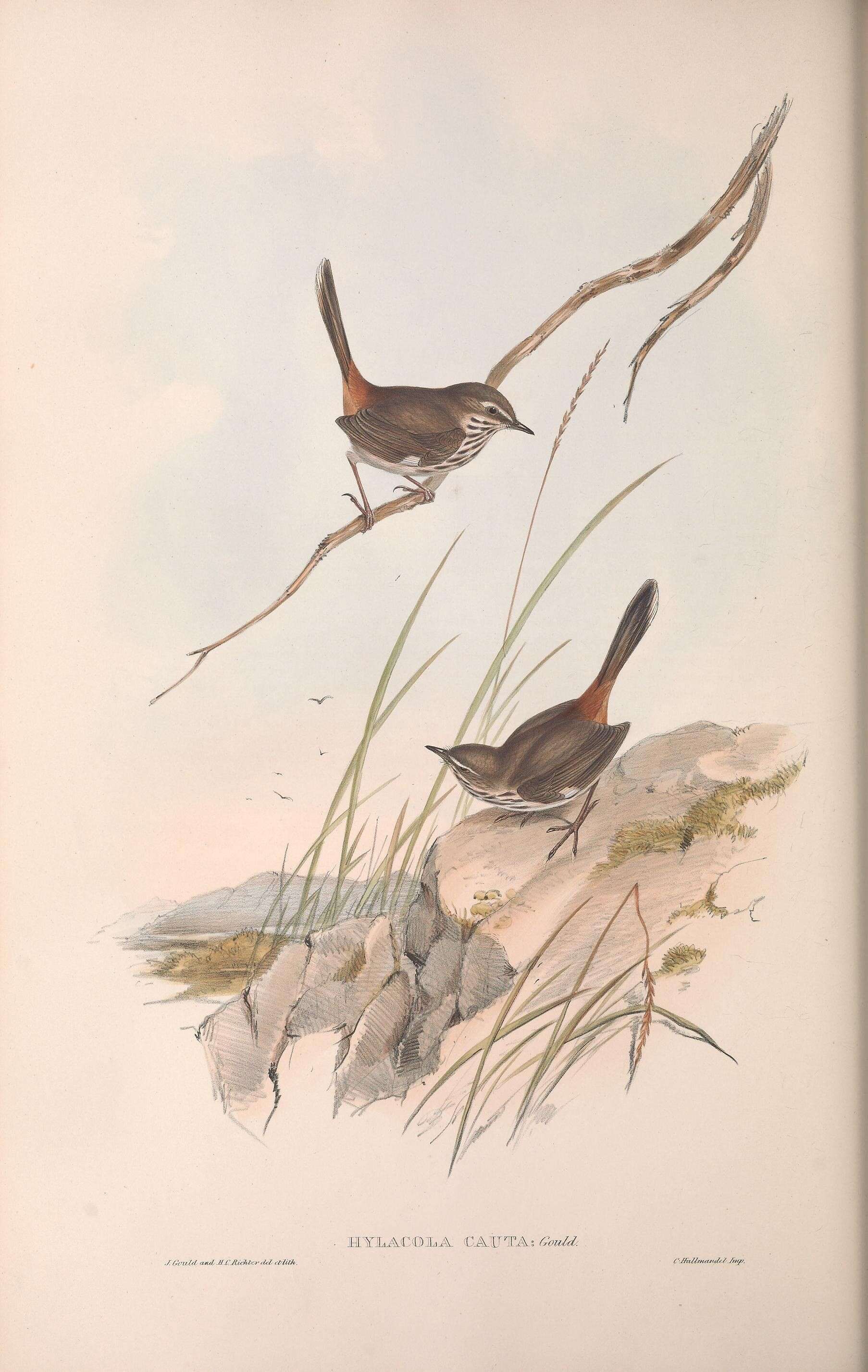 Image of Hylacola Gould 1843
