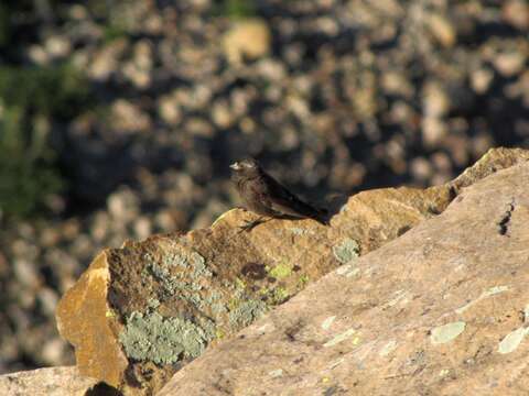 Image of Black Rosy Finch