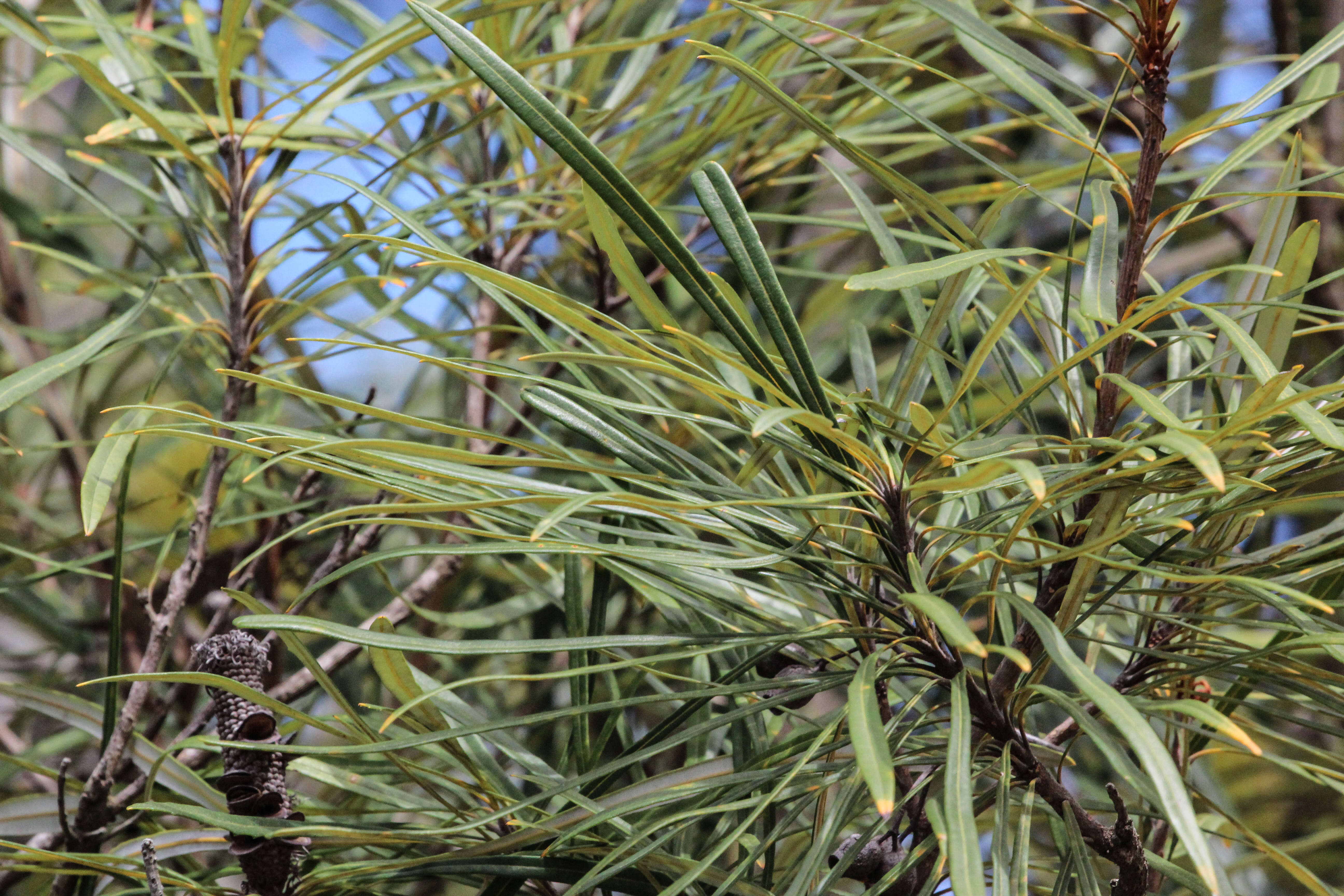 Image of northern banksia