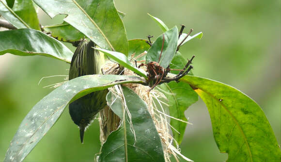 Image of Spotted Tody-Flycatcher