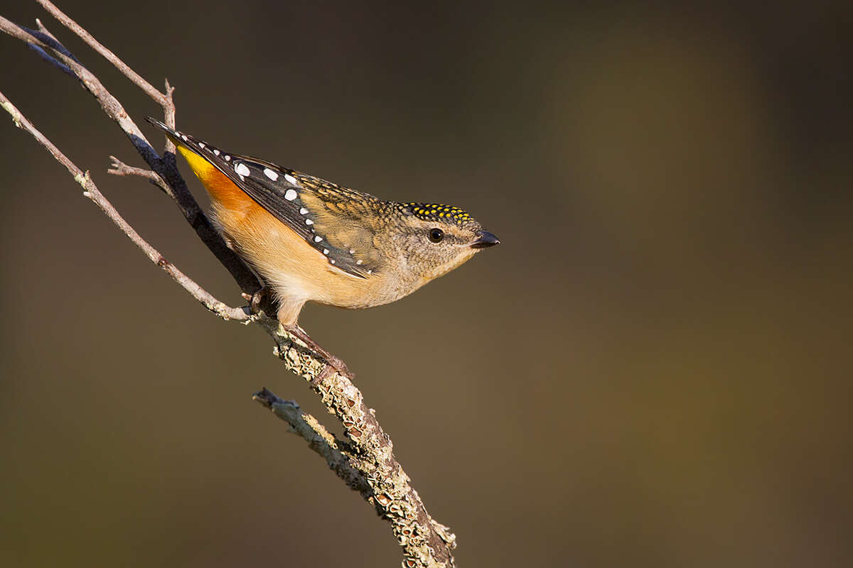 Image of pardalotes