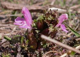 Image of Lousewort