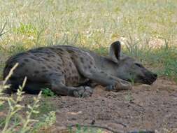 Image of Spotted Hyaenas