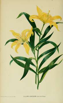 Image of Lilium concolor var. concolor