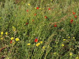 Image of cinquefoil