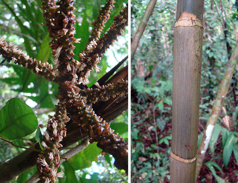 Image of Geonoma congesta H. Wendl. ex Spruce