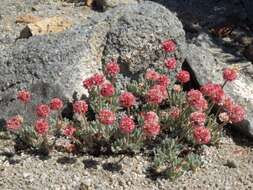 Imagem de Eriogonum gracilipes S. Wats.