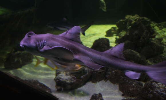 Image of Crested Bullhead Shark