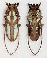 Image of Prosopocera lactator meridionalis Jordan 1903