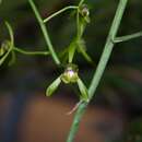 Image of Big Ladder Orchid