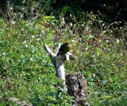 Image of Modest Tiger Parrot