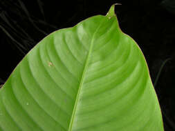 Image of Heliconia osaensis Cufod.