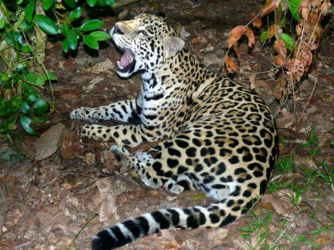 Image of Jaguar