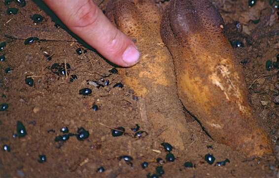 Imagem de Hydnora esculenta Jumelle & Perrier