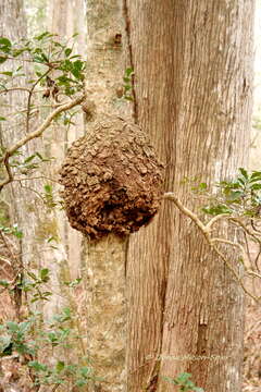 Image of American holly