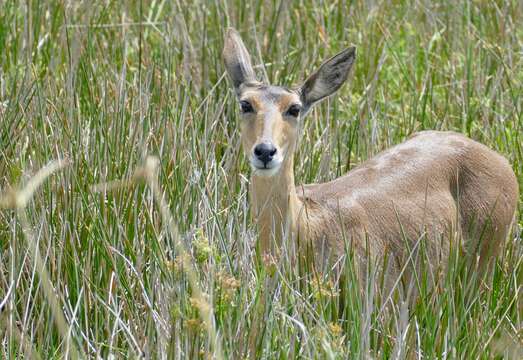 Image of Southern Reedbuck