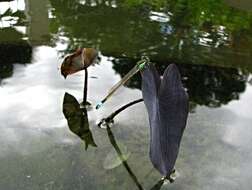 Image of Rambur's Forktail