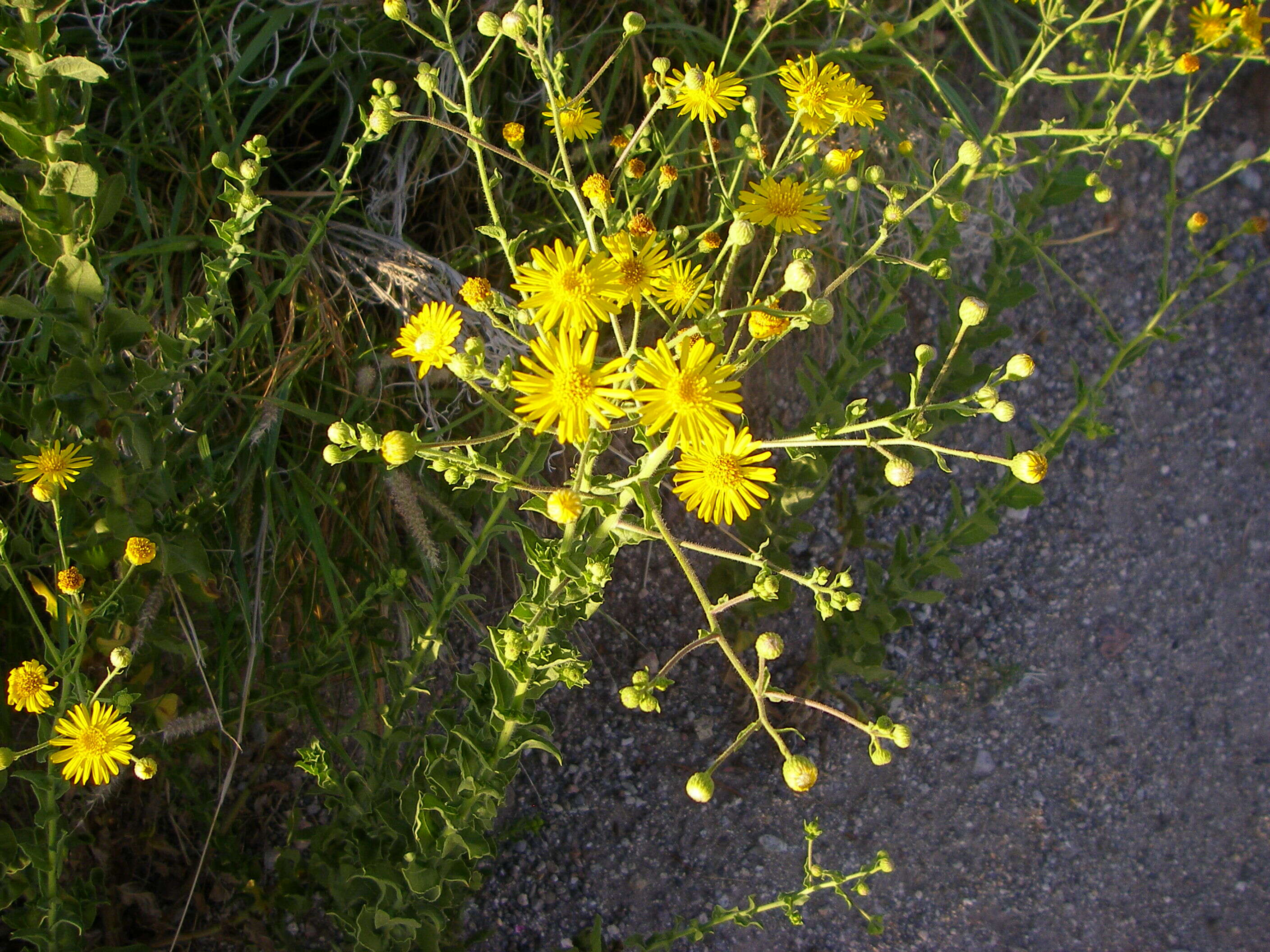 Image of false goldenaster