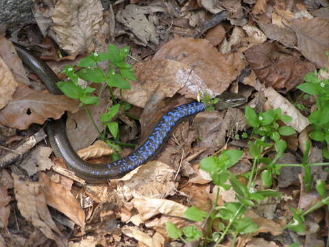 Image of Slow worm