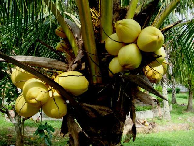 Image of coconut palm