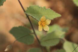 Image of yellow Indian mallow