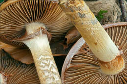 Image of Cortinarius trivialis J. E. Lange 1940