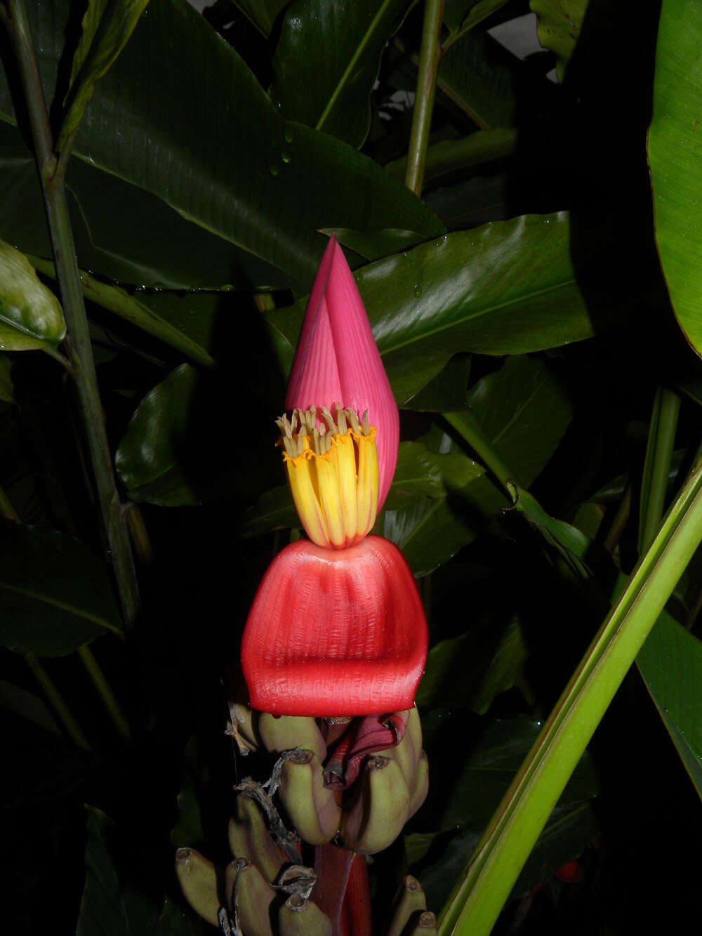 Image of hairy banana