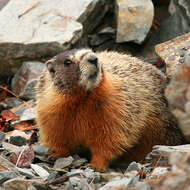 Image of Marmota subgen. Petromarmota Steppan et al. 1999