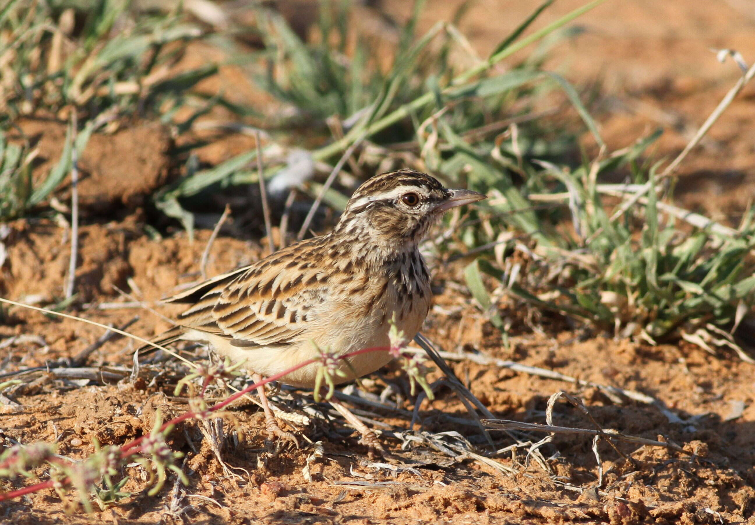 Image of Sabota Lark