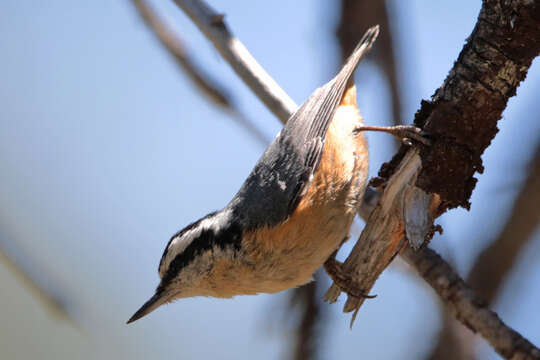 Image of Red-breasted Nuthatch