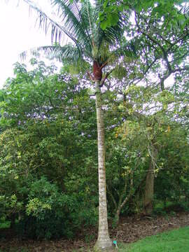 Image of butterfly palm