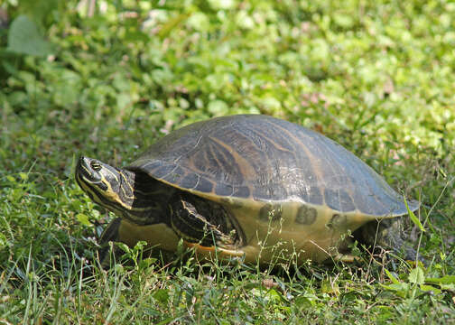 Image of Cooter Turtles