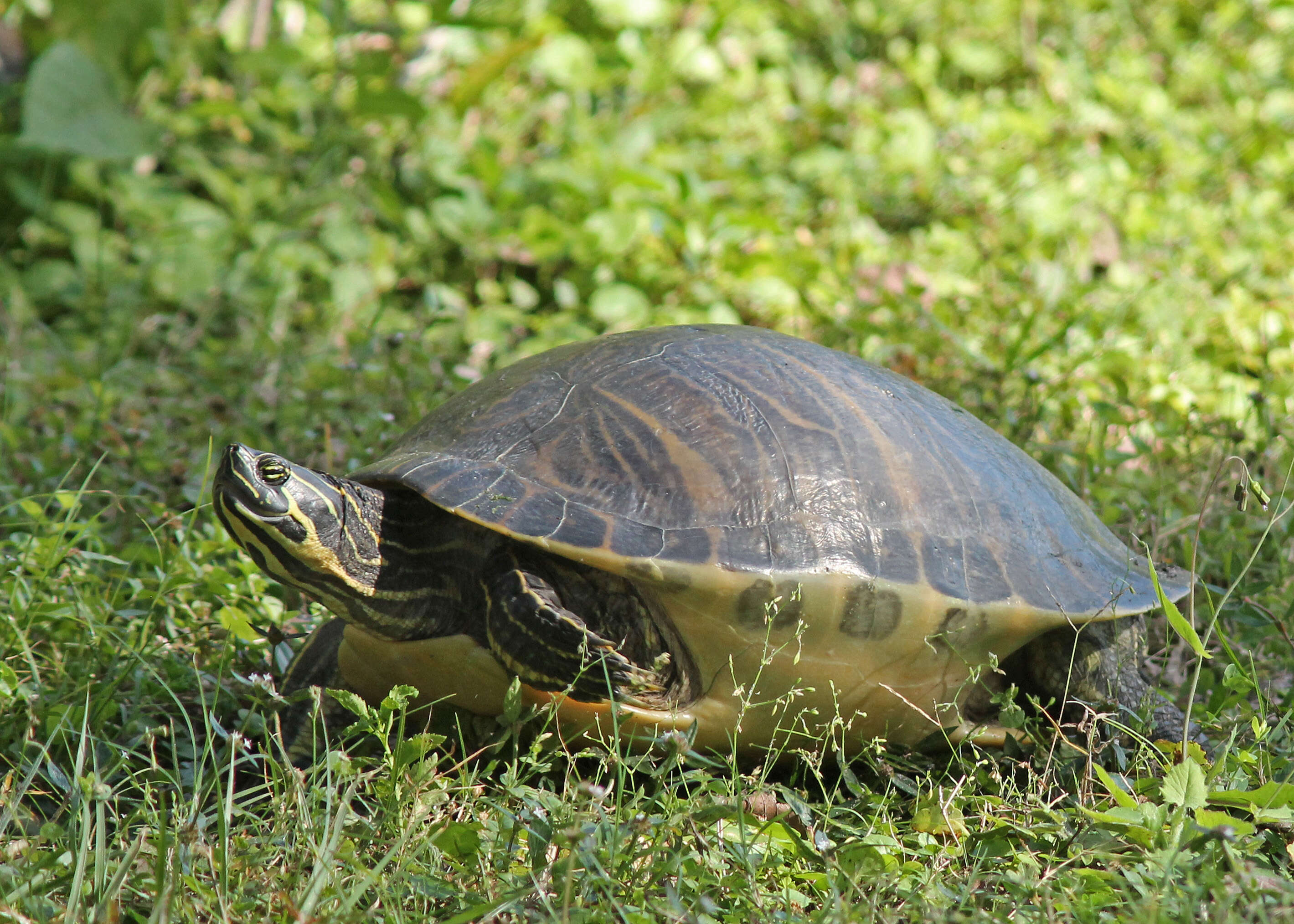 Image of Cooter Turtles