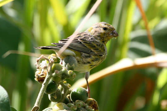 Image of Atlantic Canary