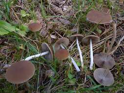 Image de Psathyrella