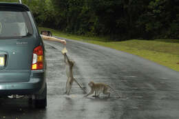 Image of Long-tailed Macaque