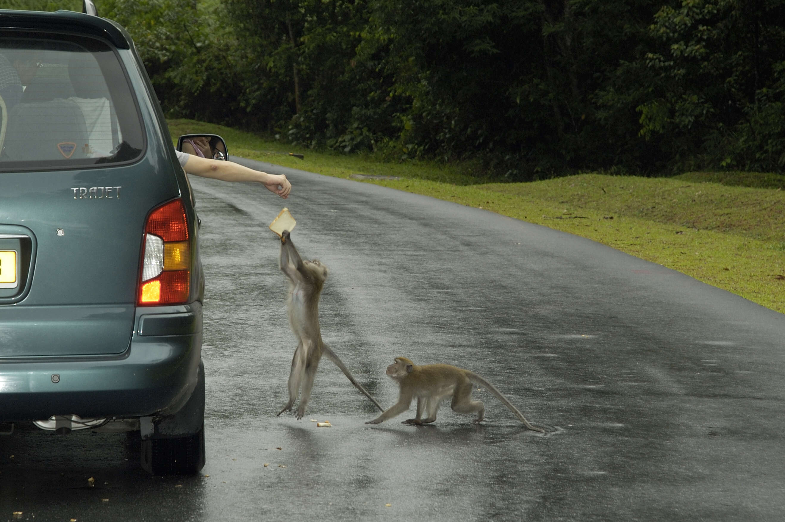 Image of Long-tailed Macaque