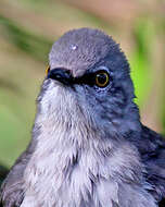 Image of Northern Mockingbird