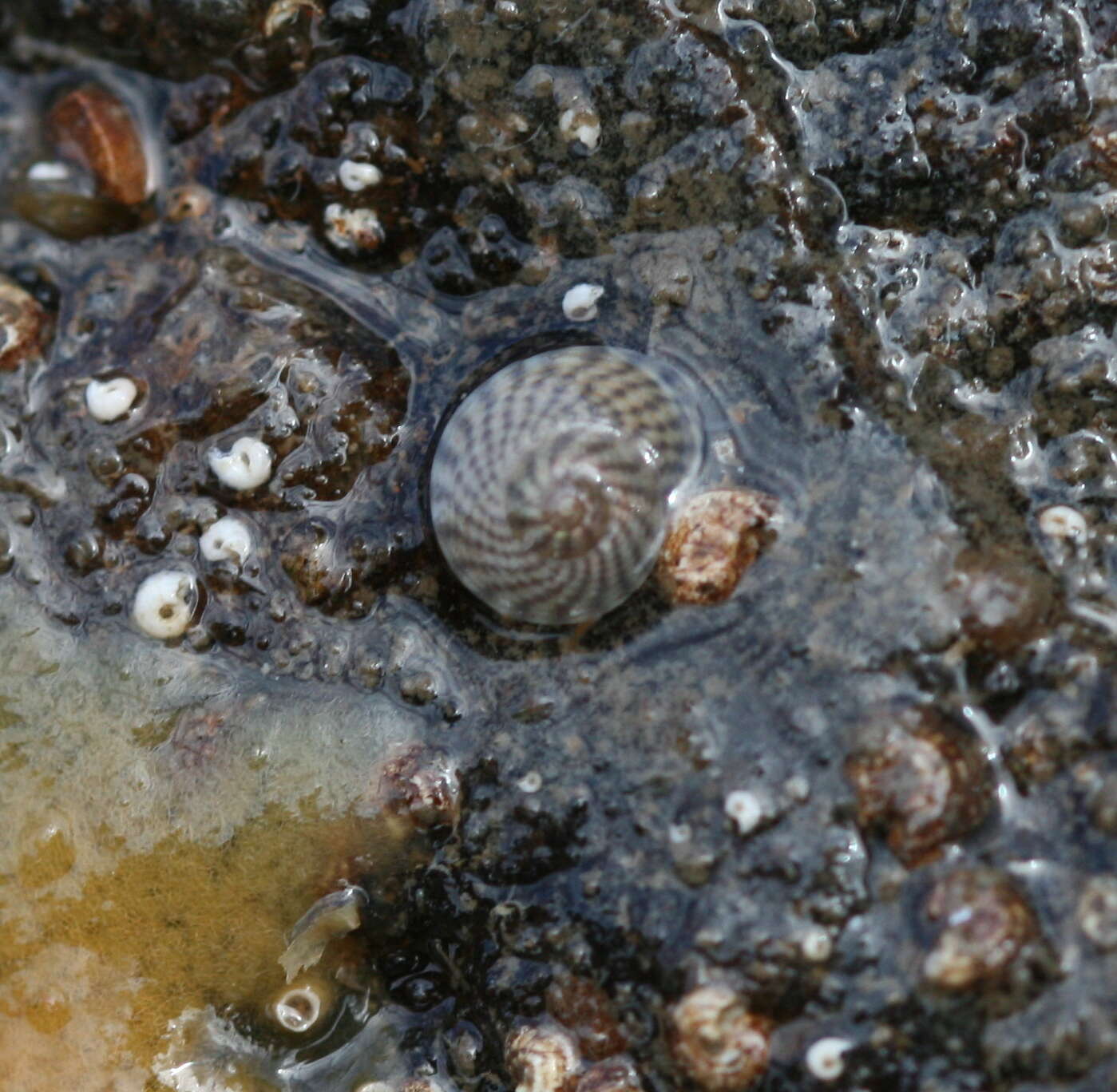 Image of Steromphala cineraria (Linnaeus 1758)